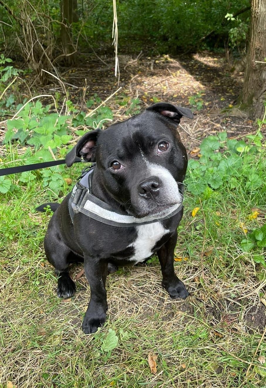 Mind in Shape Viervoeter Dirk